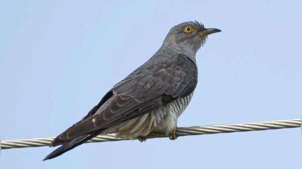 Common cuckoo – a master of deception