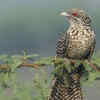 Article image for: Asian koel – the notorious brood parasite