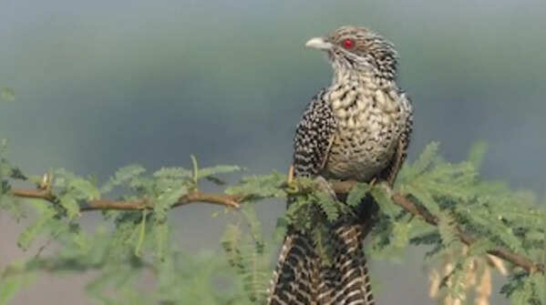 Asian koel – the notorious brood parasite