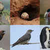 Article image for: 10 Birds that do not make their own nests