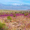 Atacama Desert Bloom — Chile