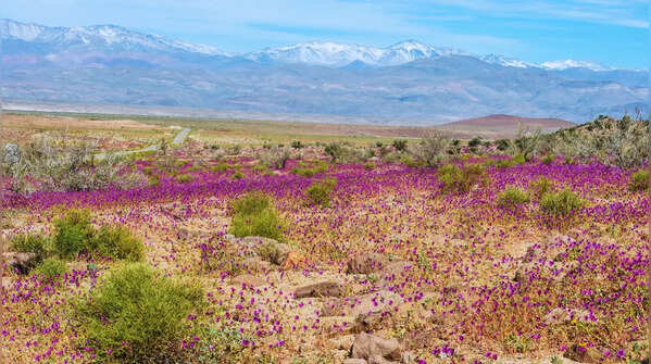 Atacama Desert Bloom — Chile
