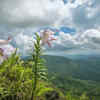Article image for: Shirui Lily — <i class="tbold">india</i>