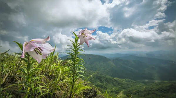 Shirui Lily — India