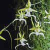 Ghost Orchid - Florida and Cuba