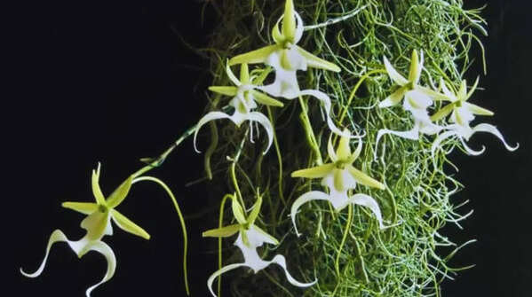 Ghost Orchid - Florida and Cuba