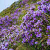 Article image for: Neelakurinji - <i class="tbold">india</i>