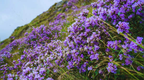Neelakurinji - India