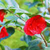 Middlemist Red – United Kingdom and New Zealand