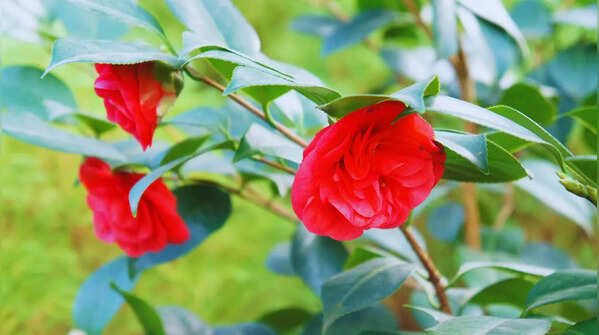 Middlemist Red – United Kingdom and New Zealand