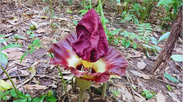 Corpse Flower (Titan Arum) – Indonesia