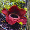 Article image for: Rafflesia – Southeast Asia