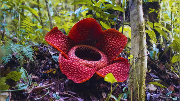 Rafflesia – Southeast Asia