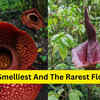Article image for: From corpse flower to ghost orchid: 7 flower species that have attracted travellers for their unique features