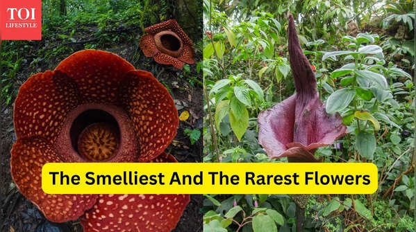 From corpse flower to ghost orchid: 7 flower species that have attracted travellers for their unique features