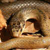 Article image for: A shy and harmless species