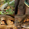 Article image for: How to identify the St Lucia Racer: One of the world’s rarest snakes