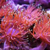 Article image for: Sea Anemone