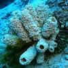 Article image for: Sea Sponge