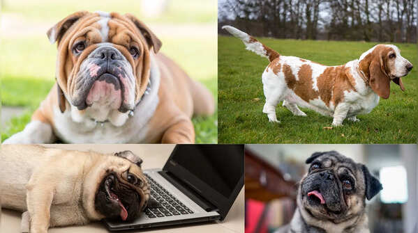5 surprisingly lazy dog breeds that love sleeping all day