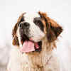 Article image for: Saint Bernard