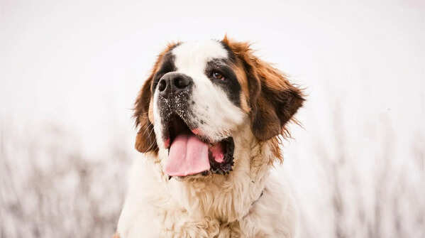 Saint Bernard