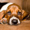 Basset Hound