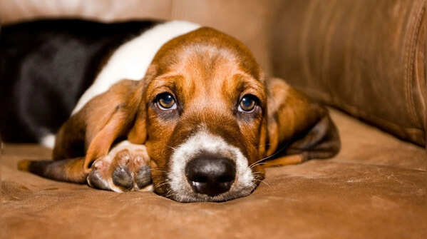 Basset Hound