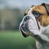 Bulldog