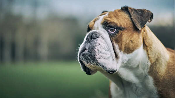 Bulldog