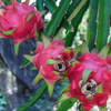 How to care for your dragon fruit plants every day