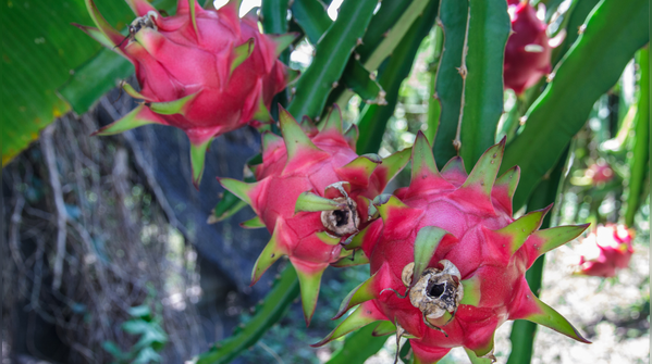 How to care for your dragon fruit plants every day