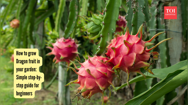 How to grow Dragon fruit in your garden Simple step-by-step guide for beginners