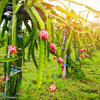Transplanting seedlings