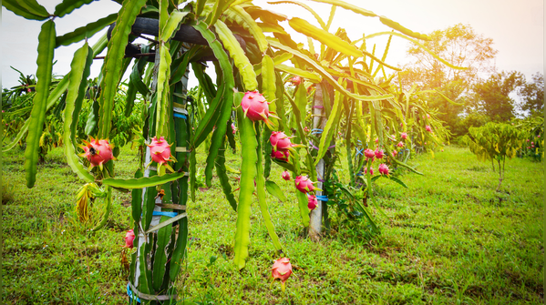 Transplanting seedlings