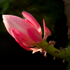 Article image for: You can also plant using cuttings