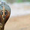 Other snakes are also called chandranaag