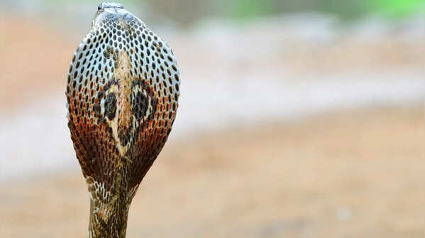Other snakes are also called chandranaag