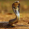 The habitat and hiding places indicate their presence