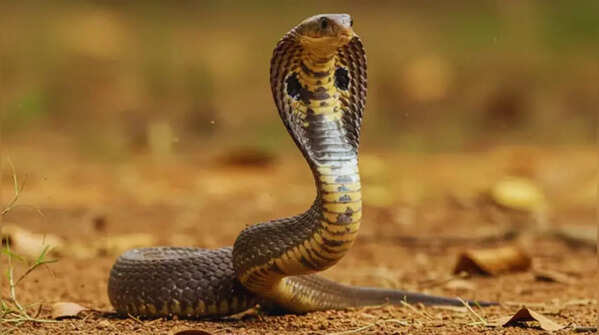 The habitat and hiding places indicate their presence