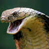 The hood pattern helps to identify the snake