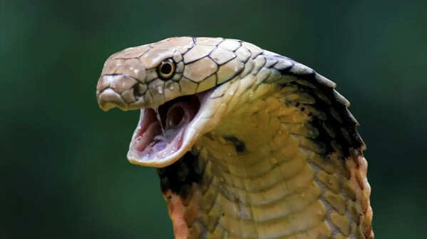 The hood pattern helps to identify the snake