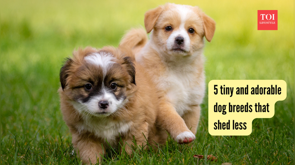 5 tiny and adorable dog breeds that shed less