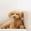 Poodle