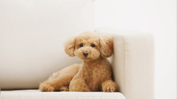 Poodle