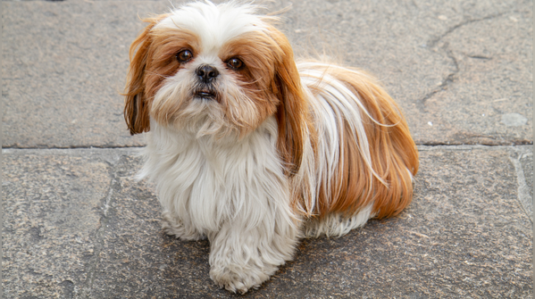 Shih Tzu