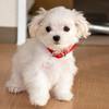Maltese