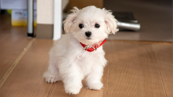 Maltese