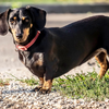 Dachshund