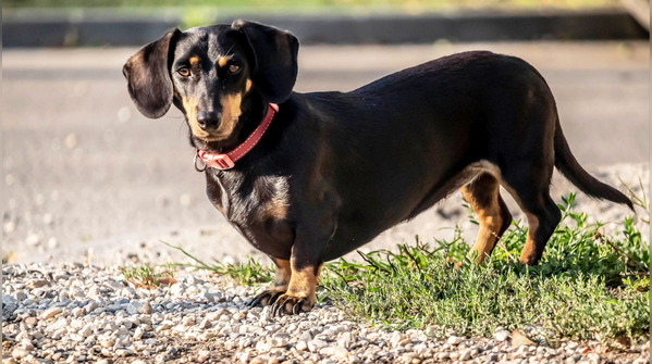 Dachshund